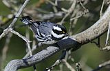 Black-throated Gray Warbler